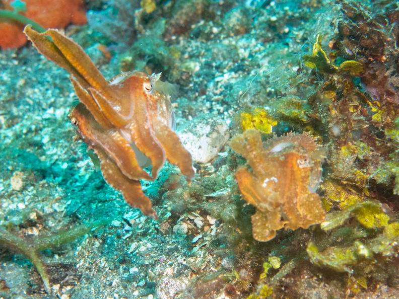 Dwarf Cuttlefish IMG_2566.jpg