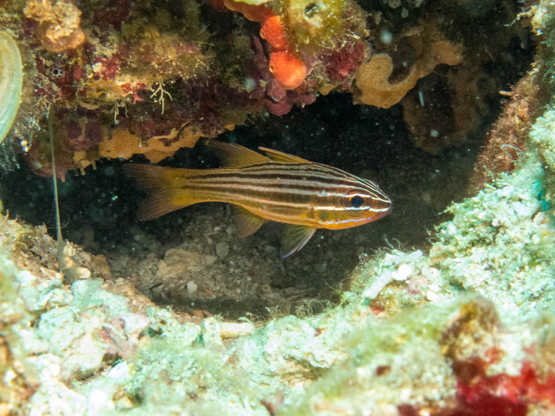 Wassinki Cardinalfish IMG_2808.jpg