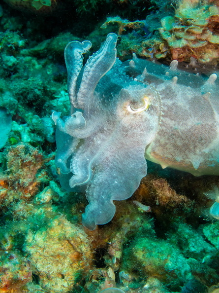 Broadclub Cuttlefish IMG_2813.jpg