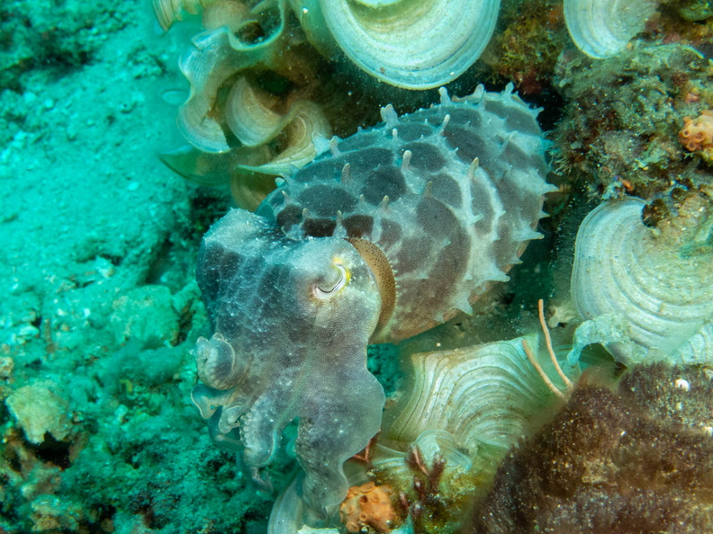 Broadclub Cuttlefish IMG_2817.jpg