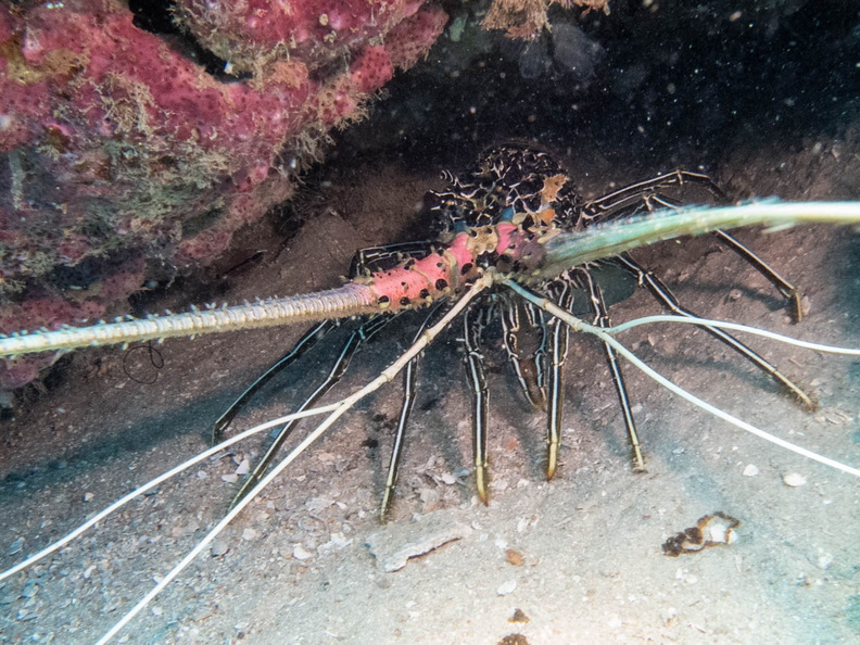 Painted Spiny Lobster IMG_2826.jpg