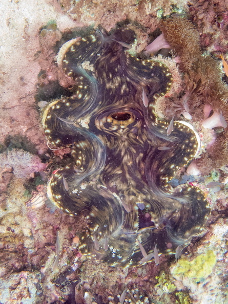 Giant Clam IMG_2613.jpg