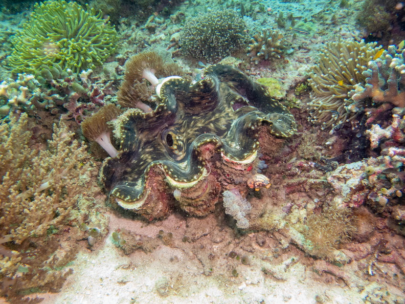 Giant Clam IMG_2614.jpg