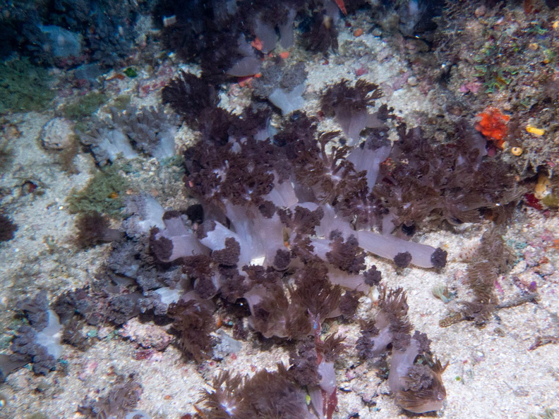 Coral IMG_2886.jpg