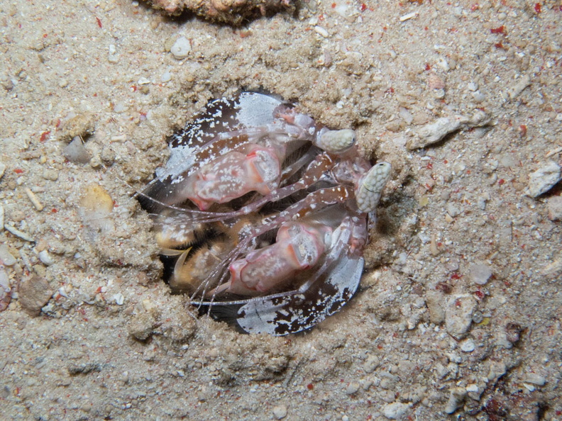 Mantis Shrimp IMG_2893.jpg