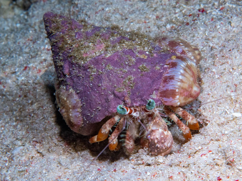 Hermit Crab IMG_2898.jpg