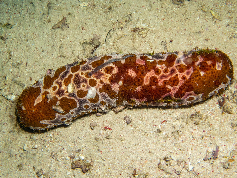 Sea Cucumber IMG_2911.jpg