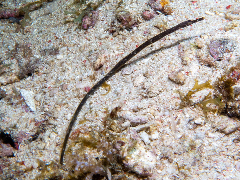 Slender Pipefish IMG_2916.jpg