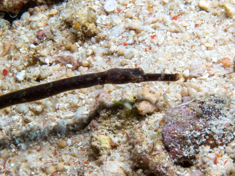 Slender Pipefish IMG_2917.jpg