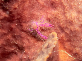 Hairy Squat Lobster IMG 2699