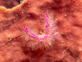 Hairy Squat Lobster IMG 2700