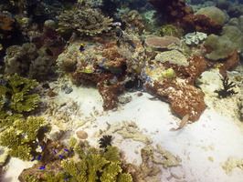Reef IMG 2762