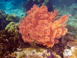 Coral IMG 2766