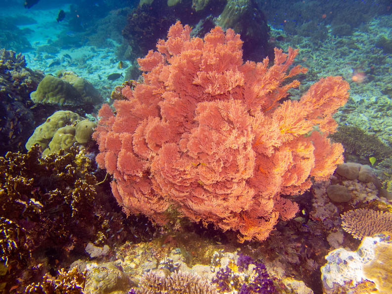 Coral IMG_2766.jpg