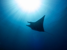 Manta Ray IMG 2965-Edit