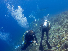 Divers with Manta Ray IMG 2966