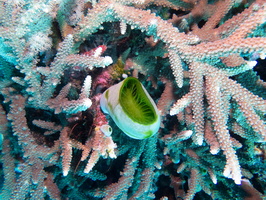 Green.Barrel Sea Squirt IMG 2767