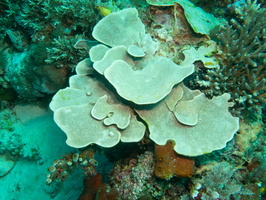 Coral IMG 2769