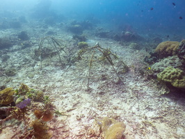 Artificial Reefs IMG 2800