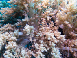 Soft Coral IMG 2817