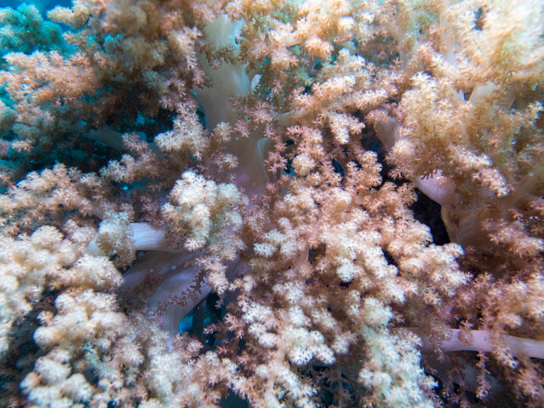 Soft Coral IMG_2817.jpg