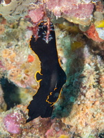 Pinnate Spadefish Small Juvenile IMG 2822-Edit