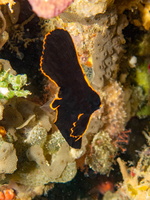 Pinnate Spadefish Small Juvenile IMG 2826-Edit