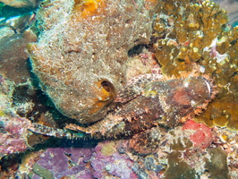 Tassled Scorpionfish IMG 2827