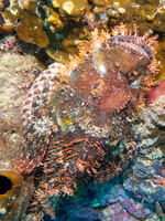 Tassled Scorpionfish IMG 2828