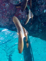 Golden Spadefish Juvenile IMG 2844