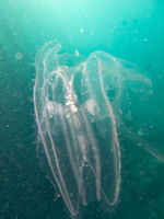 Jellyfish IMG 2845