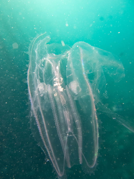 Jellyfish IMG_2845.jpg