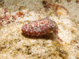 Dwarf Cuttlefish IMG 2994