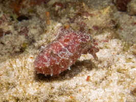 Dwarf Cuttlefish IMG 2995