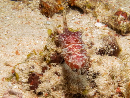 Dwarf Cuttlefish 
