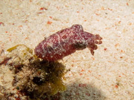 Dwarf Cuttlefish IMG 2999