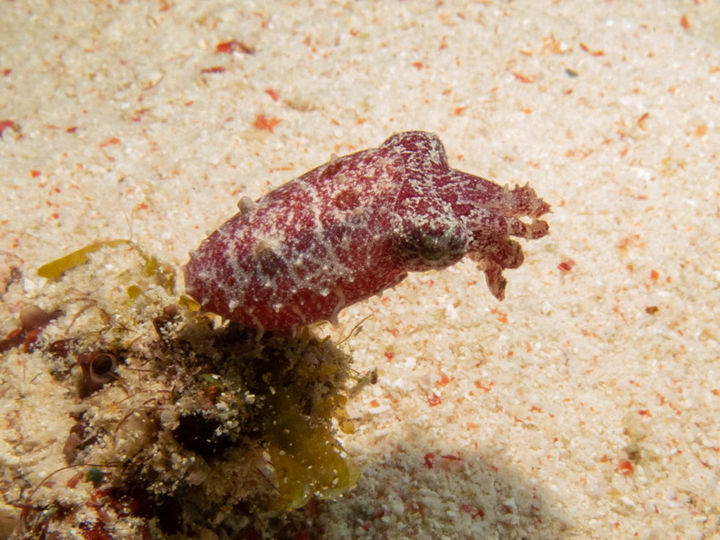 Dwarf Cuttlefish IMG_2999.jpg