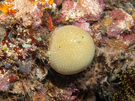 Colonial Tunicate IMG 3006