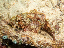 Tassled  Scorpionfish  IMG 3008