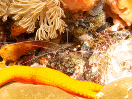 Banded Coral Shrimp IMG 3010