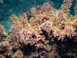 Coral IMG 3018