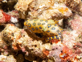 Greater Blue Ringed Octopus IMG 3058