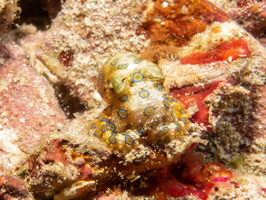 Greater Blue Ringed Octopus IMG 3060