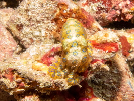 Greater Blue Ringed Octopus IMG 3061