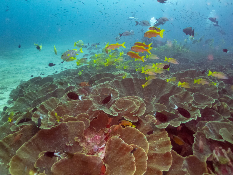 Huge School of Sweetlips over Foliose Coral  (at 100 feet) IMG_2853.jpg
