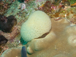 Colonial Tunicate IMG 2882