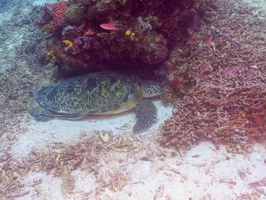 Sleeping Green Sea Turtle IMG 2887