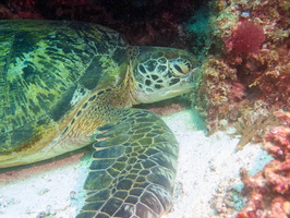 Sleeping Green Sea Turtle IMG 2888