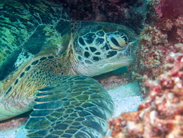 Sleeping Green Sea Turtle IMG 2891