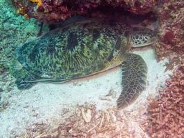 Sleeping Green Sea Turtle IMG 2893